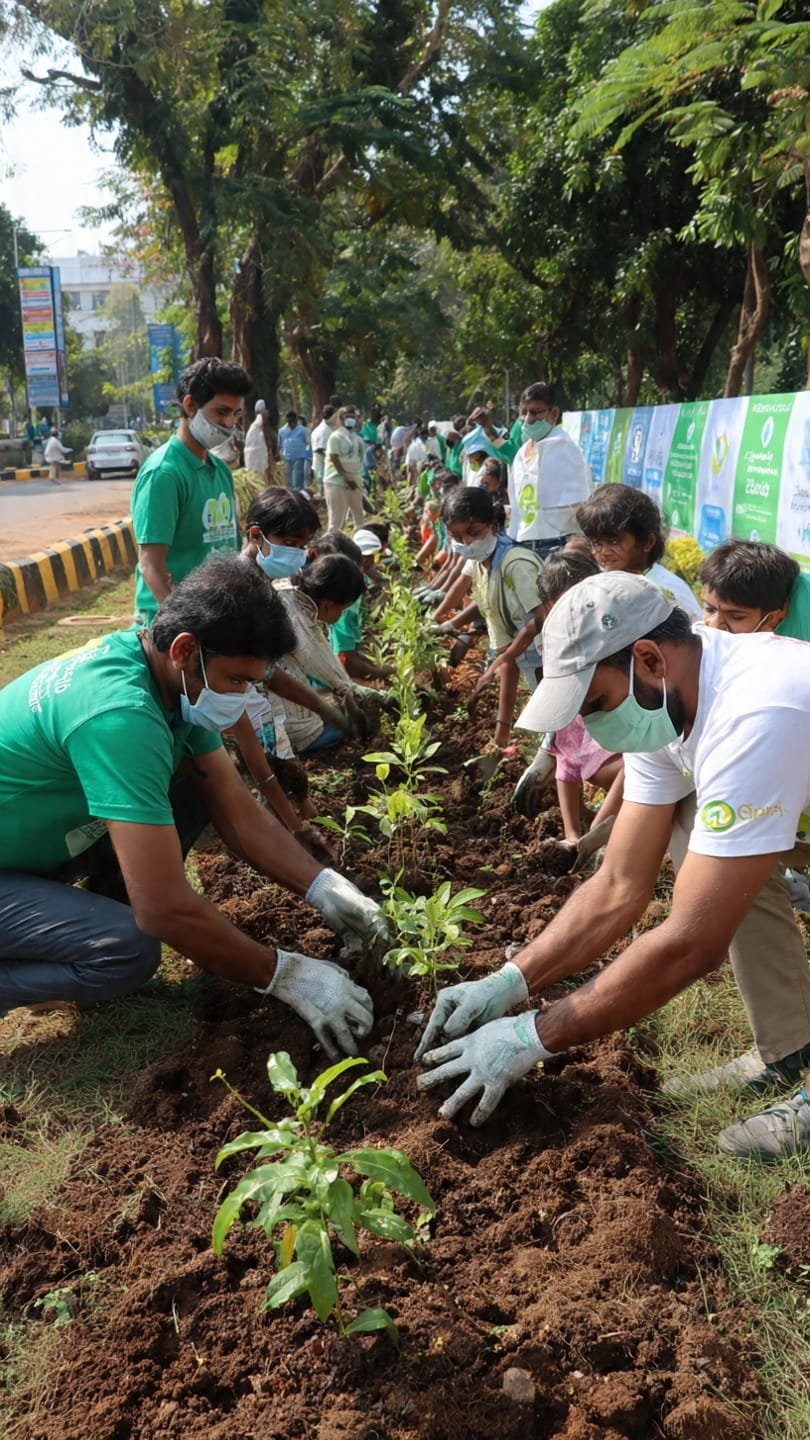 Tree plantation